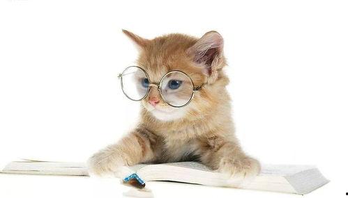 娱乐吃瓜酱猫抱枕,带你感受萌宠的魅力