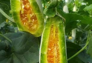 免费吃瓜独家揭秘,揭秘娱乐圈幕后真相