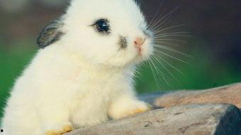 娱乐吃瓜酱 兔 圆 圆,揭秘兔圆圆的爆笑日常